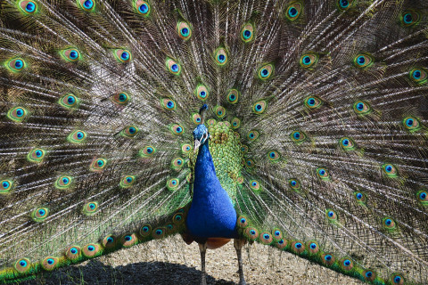 Foto di Alexa da Pixabay Foto di Alexa da Pixabay