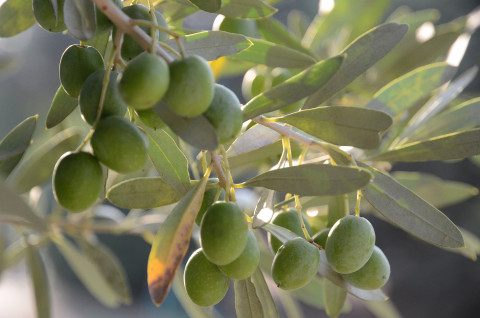 Olio d'oliva e malattie renali: cosa c'è da sapere?